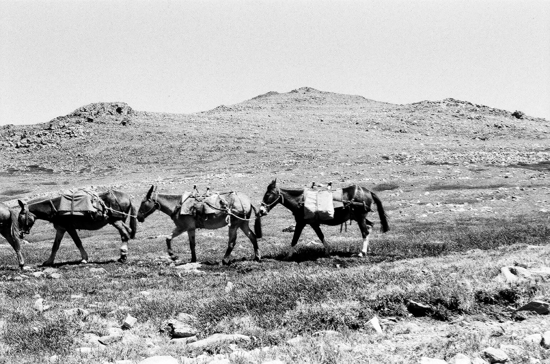 Untitled photograph from Wyoming, June 2026