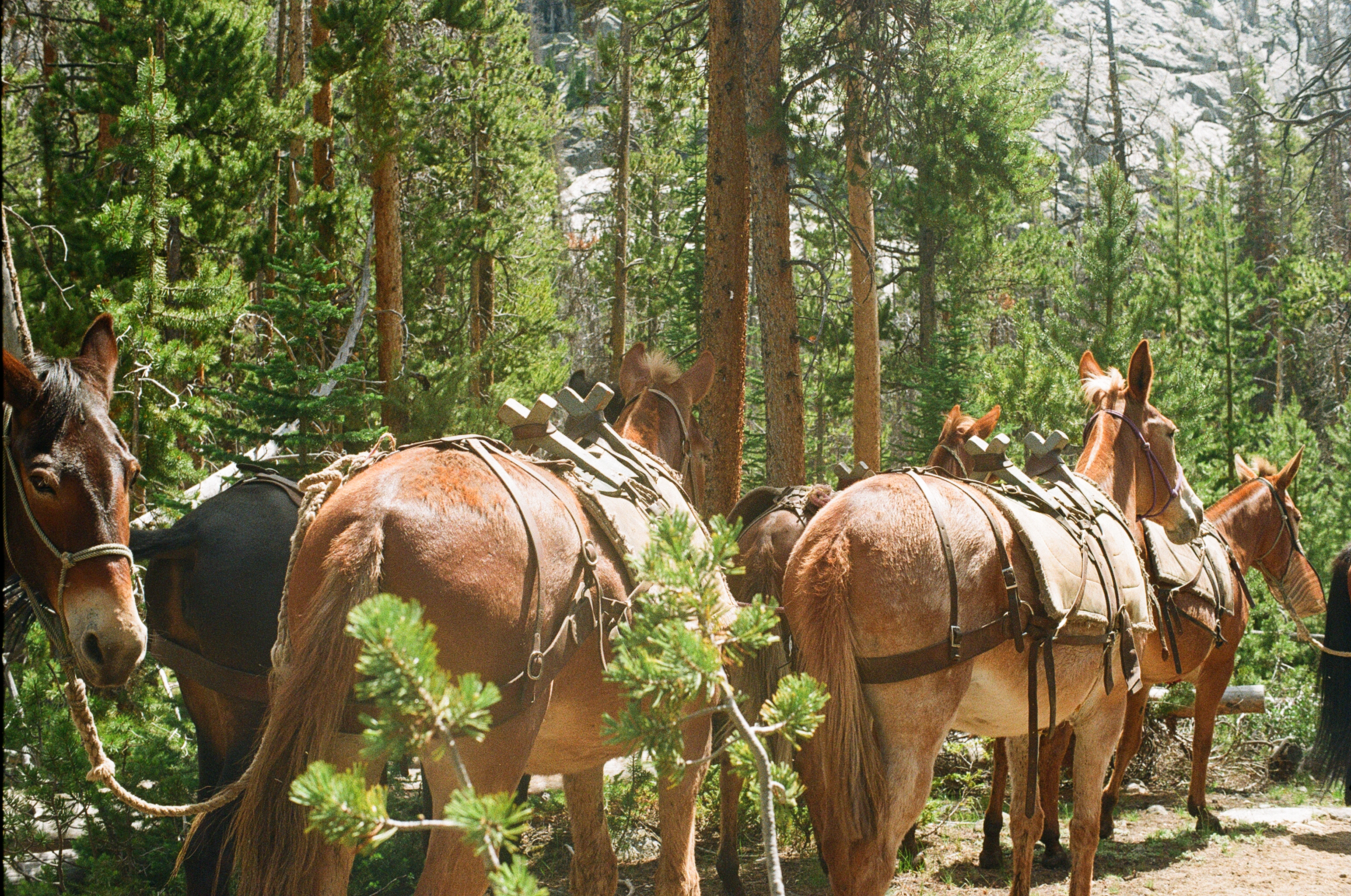 Untitled photograph from Wyoming, June 2026