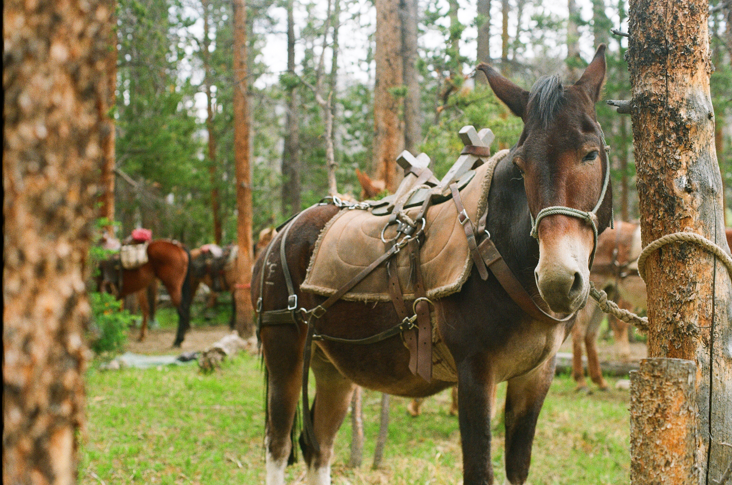 Wyoming, June 2026
